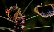 十二星座中，冷战高手谁是高手？