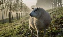 2020年属羊生肖害太岁，害太岁是什么意思