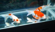 鱼缸的摆放风水常识须知