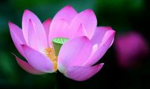 19年最后2月，喜鹊枝头叫，3属相大财连连，金银堆满仓