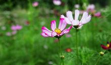 财运亨通的3属相，19年最后2月，祥云天上绕，横财一波接一波