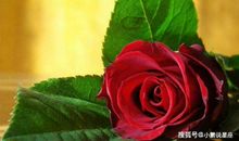 虽然脾气不好，但非常有福，子女孝顺的3大生肖女