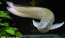 养银龙鱼的风水讲究揭秘