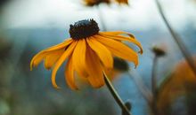 杨清华一周生肖运势（11.11-11.17）