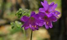 3月事业如鱼得水，吉星庇佑，运势攀升，财源滚滚来的3大生肖。