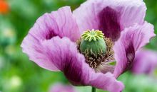 未来六个月喜事连连，横财必发，贵人相帮，事业一飞冲天的四属相