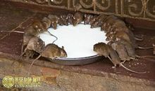 风水五忌：老鼠进家的风水说法