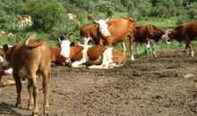 2021年属牛本命年有什么忌讳颜色 属牛人如何度过本命年