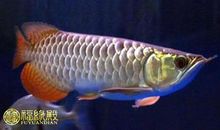 解析：星点龙鱼是风水鱼吗？