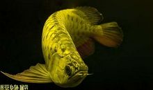 龙鱼是不是风水鱼？龙鱼有何风水作用