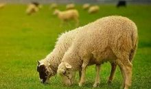 2020年犯太岁的5生肖个,鼠年2020犯太岁化解方法