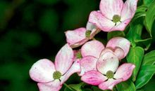 19年最后2月，大运难挡，恭喜3生肖,有望暴富，金银滚滚来