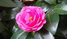 恭喜！今年3月份，3大生肖运势大吉，财运不走低，喜事围着转