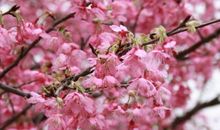 5月下旬运势转旺，4属相喜事多见，财运攀升，正财旺横财发