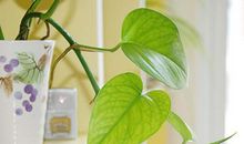 家居植物摆放有讲究：绿萝风水摆放禁忌