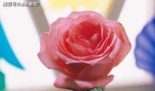 在6月上旬，放下芥蒂，失而复得，深情守护的三大星座