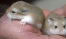 1972年属鼠的今年本命年多少岁，2020年运势如何