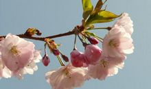 运势一飞冲天！未来10天，3个生肖财气压身，幸福无忧