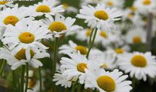 从3月开始，诸事顺遂，焕然一新，生活无忧的三大星座