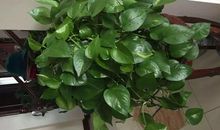 绿萝的风水作用有哪些？