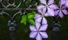 在感情中，天蝎座让人无法忽视的魅力！