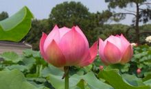 生肖决定了你生男还是女，这三个生肖生女儿几率大，生儿子有出息