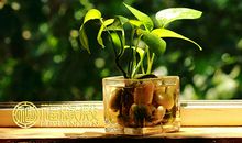 风水植物绿萝的养殖方法和注意事项