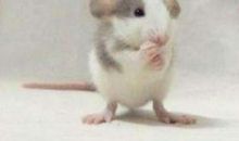 1984年属鼠人本命年多少岁，2020年今年运势好吗