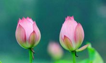 六月紫气东来，一路发财，有贵人来扶持，有望富甲一方的属相