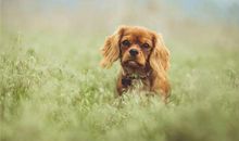 1970年生肖狗的人最新的每月运势