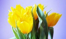 勤劳勤恳的生肖女，一旦追回家在事业上可以帮夫，一生不离不弃