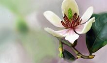 下周开始偏财旺盛，横财连发必暴富，四属相闷声发财，好运降临