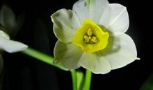 未来半月人生大机缘，大财连连，财气滚滚到，贵人众多的四属相