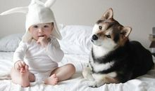 12星座童鞋们会怎样养狗狗