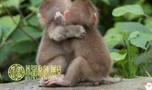 鼠和猴相配吗 鼠和猴相配婚姻如何