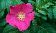 你确定要喜欢双子座吗？