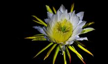 11月18号运势属上吉，偏财时常进家门，四属相顺风顺水，势来如洪