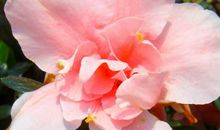 喜从天降，财富压身，躲也躲不掉的三个生肖，衣食无忧