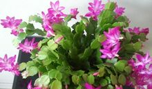 明年邂逅好运，会有贵人相助的属相，事业大旺，喜事不断