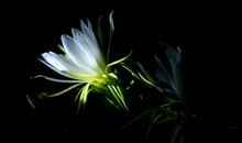 11月下旬开始喜鹊准时叫，和钱财有缘，四属相财运最旺，福禄不缺