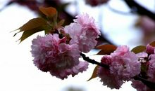 未来三个月开始财神庇佑，财运爆棚，赚的盆钵满载的四属相