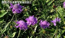 指迷居士生肖属运势：1984年生肖属鼠人2021年运势算命预测