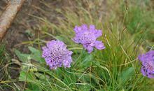 指迷居士生肖属兔人年月运势算命查询：1987年生肖属兔人2021年运势