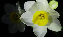 11月22号起运势飙涨，鸿运缠身，金库满又满，横财滚滚的四属相