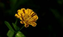 11月18号起财运腾飞，事业顺风顺水，四属相贵人指点，钱财数不清