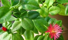 年底能遇见好运的属相，财源滚滚，进账丰厚，喜事接二连三