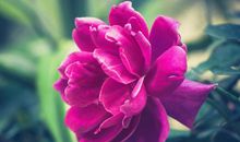 1月25-31号，开门大吉，运势逆转，横财一波接一波的生肖