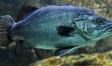 梦见鱼什么意思