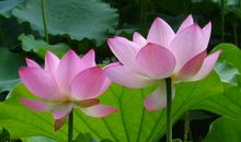 6月1号起3生肖财库大开，事业一马平川，天天忙着数钱