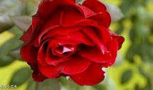 2月19号福气降临，洪福齐天，喜事不断的五大生肖